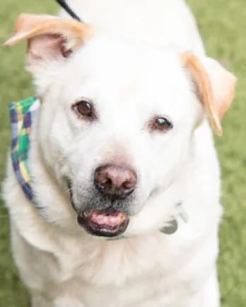 smiling golden lab