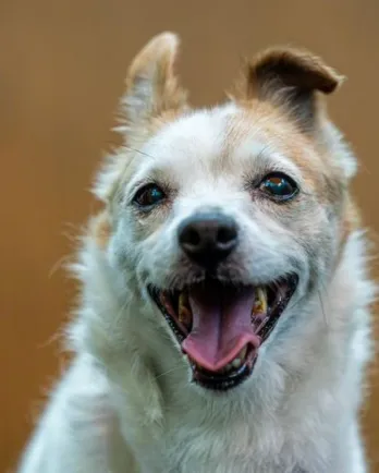 jack russell mix smiling