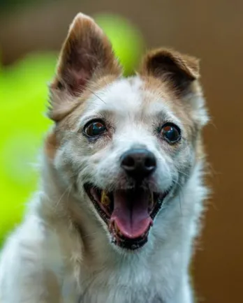 jack russell mix smiling