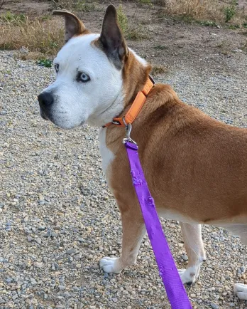 brown and white dog looking to the side