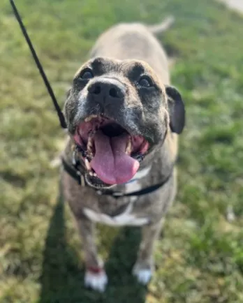 grey and white hound dog with tongue out