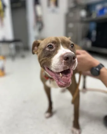 brown pitbull smiling