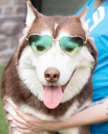 husky dog with heart-shaped glasses