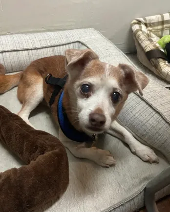 brown and white chihuahua mix