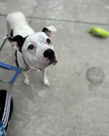 white and brown terrier on leash