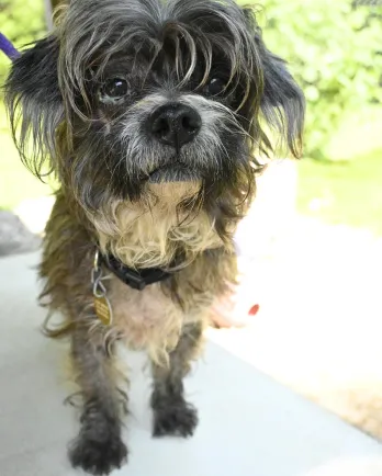 scruffy terrier mix