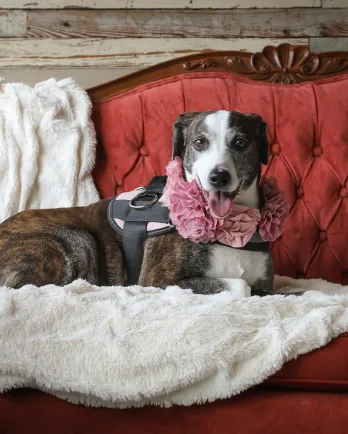 dog on couch