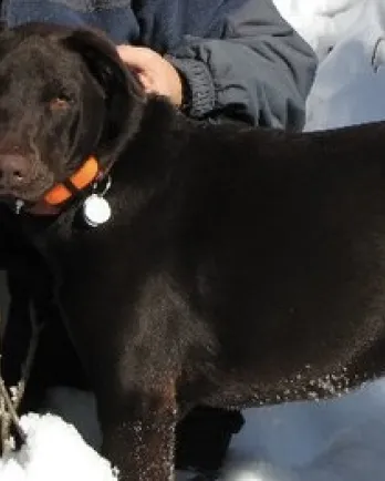 black dog in the snow