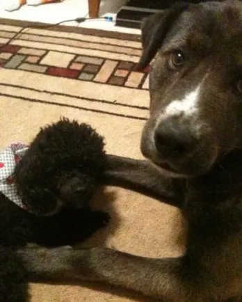 large grey dog and small black dog