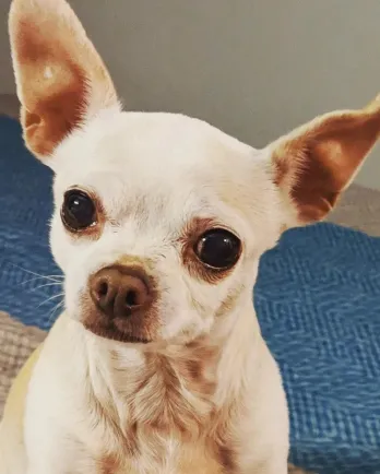 white chihuahua