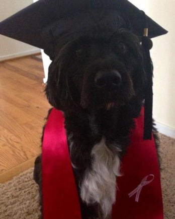 black dog with graduation hat and sash