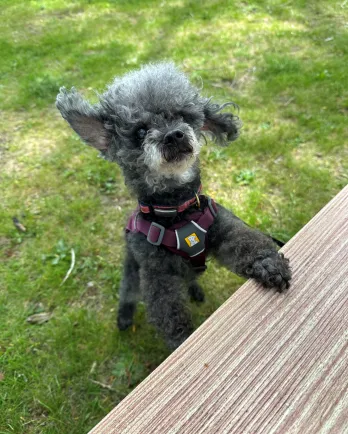 black and grey dog on the grass