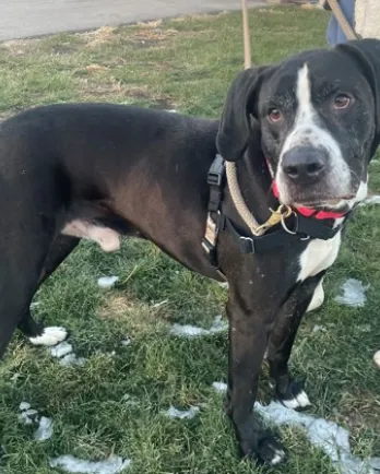 black and white dog