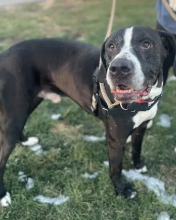 black and white dog