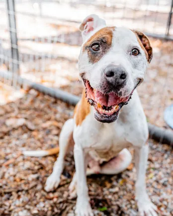 brown and white pit bull