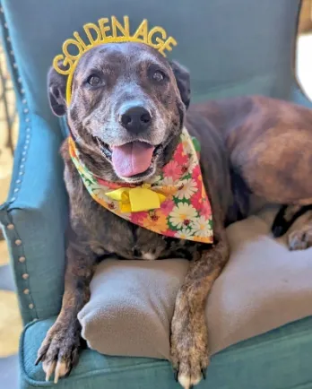 dog with golden age headband