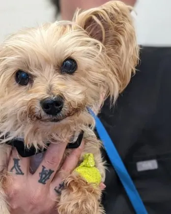 Yorkie in a tattooed hand