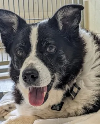 black and white border collie