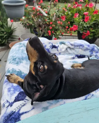 black dog laying on bed in front of flowers