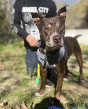 dark brown dog outside