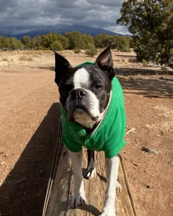 dog on the beach wearing green shirt