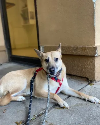 blonde shepherd mix