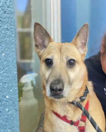 blonde shepherd mix