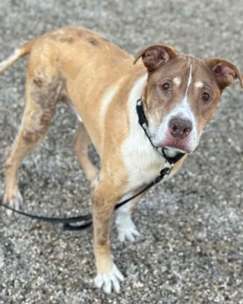 mixed breed dog on leash