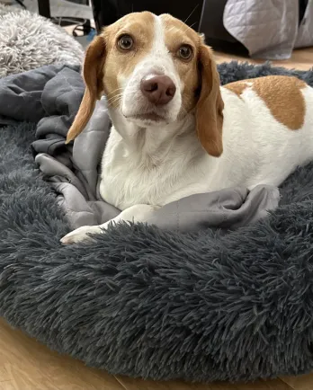 beige and white beagle