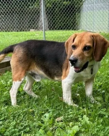 brown and black beagle