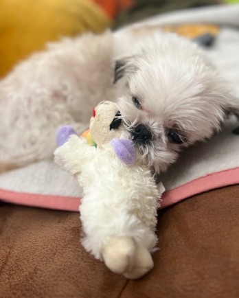 small white dog curled up with Lamb Chop toy