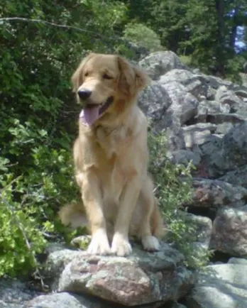 golden retriever on rock