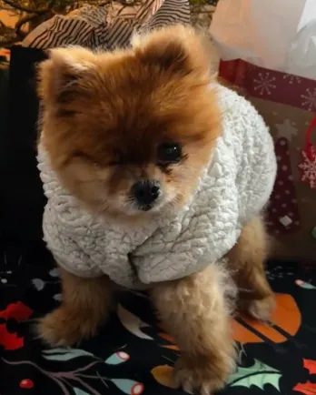 fluffy dog under a Christmas tree