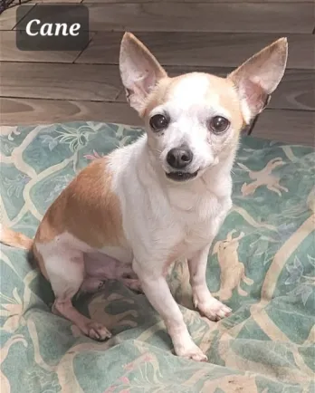 Small brown and white dog on green rug