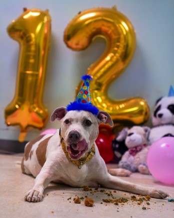 White dog with 12 birthday balloon
