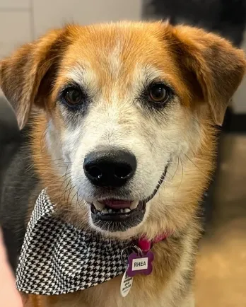 Brown and white dog