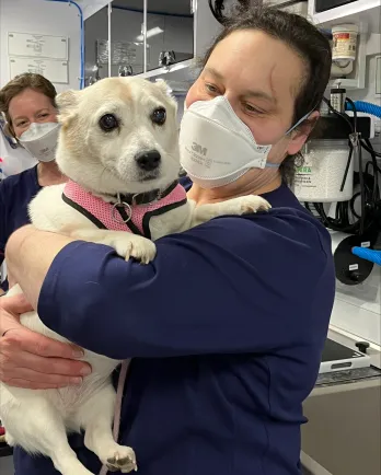 White dogs in arms of a vet tech