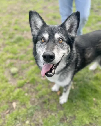 Black and white dog with tongue out