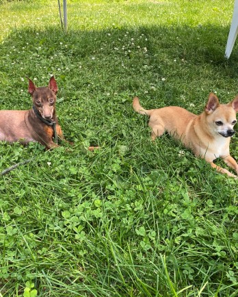 Two small dogs outside