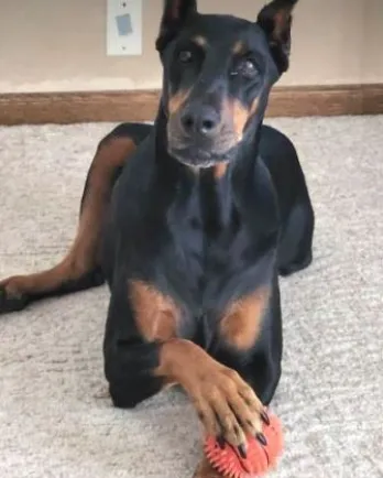 Doberman with orange ball