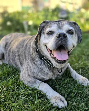 Pug in the grass