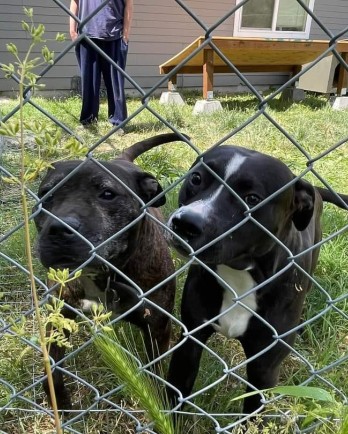 Two black dogs behind a fence