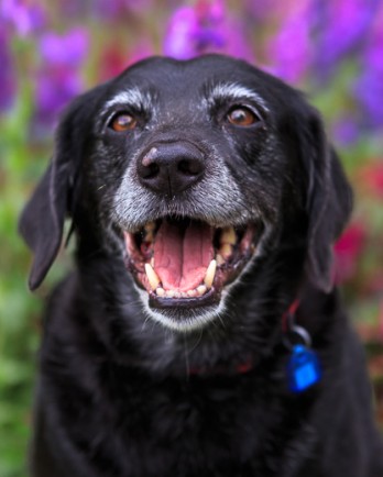 Smiling black dog