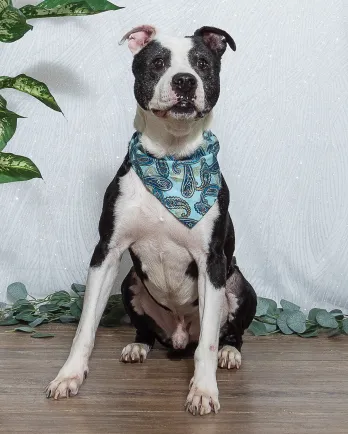 Brown and whit dog with a green bandana