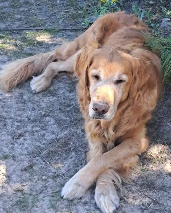 Brown golden retriever with crossed paws