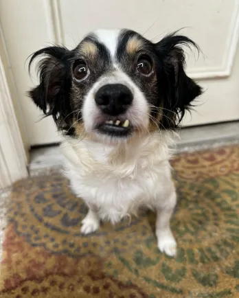 Black and white dog with overbite