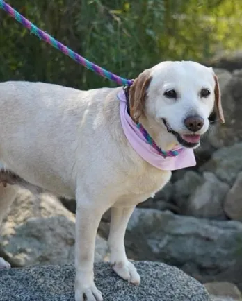 Yellow lab on leash