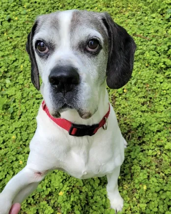 Black and white dog with red collar