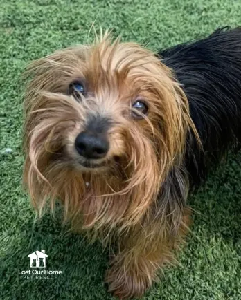 Brown dog in grass