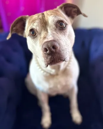 Brown dog looking at camera with head tilted slightly